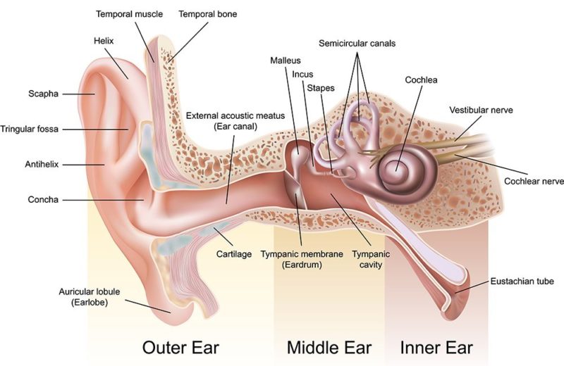 Anatomy of the ear Anglia Ear Care Solutions